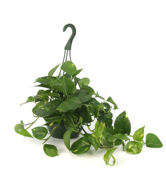 Pothos doré suspendu