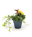 Arrangement fleurs annuelles 8 po | Pottée fleurie charmante