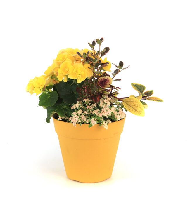 Arrangement fleurs annuelles 8 po | Pottée fleurie charmante