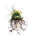 Arrangement fleurs annuelles 8 po | Pottée fleurie charmante
