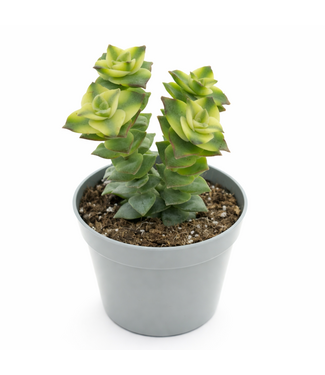 Crassula Perforata Variegata 3.5 po