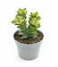 Crassula Perforata Variegata 3.5 po