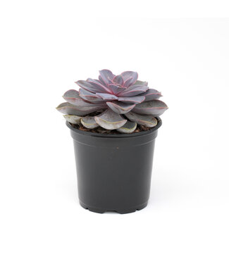 Echeveria 3,5 po