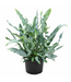 Fougere Phlebodium Bleu Star 6 po