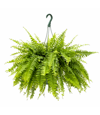Fougère de Boston 10 po