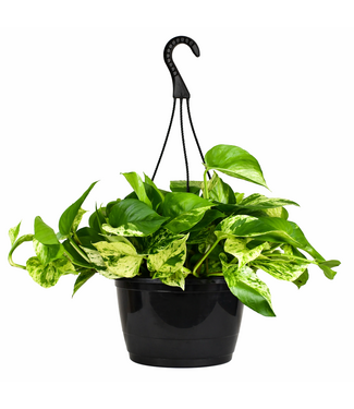 Pothos Marble Queen suspendu