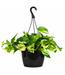 Pothos Marble Queen suspendu