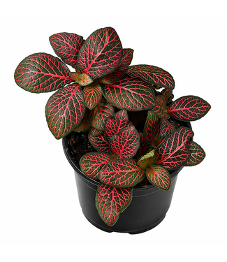 Plantes tropicales assorties 3.5 po