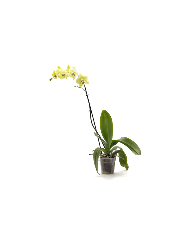 Orchidée Phalaenopsis 3 pouces | Orchidée miniature fleurie pour décor élégant et apaisant