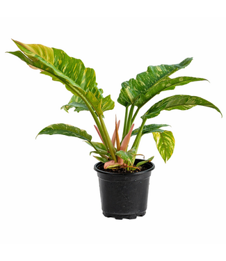 Philodendron ass 7 po