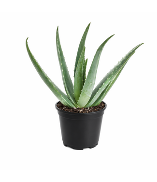 Aloes Vera 4 po