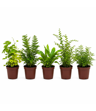 Fougère assorti 5 po