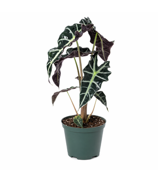 Alocasia ass 5 po