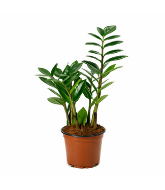Zamioculcas 6 po