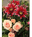 Signé Garneau Bouquet ARDENTE | FM-2601