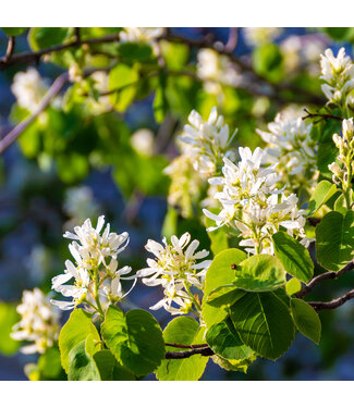 Amelanchier Standing Ovation
