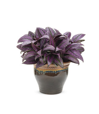 Strobilanthes Persian Shield