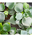 Peperomia assorti