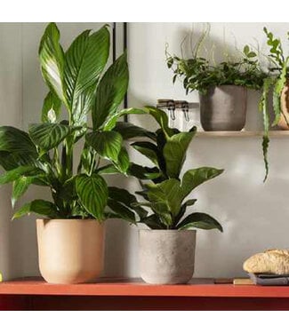 Plante tropicale ass.