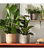 Plante tropicale ass.