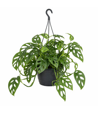 Philodendron Swiss Cheese suspendue