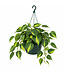 Philodendron Brasil suspendu