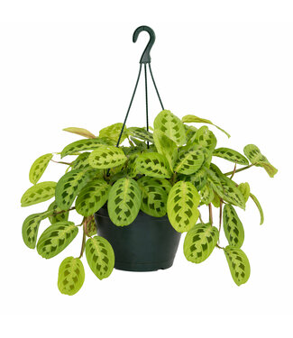 Maranta lime suspendu