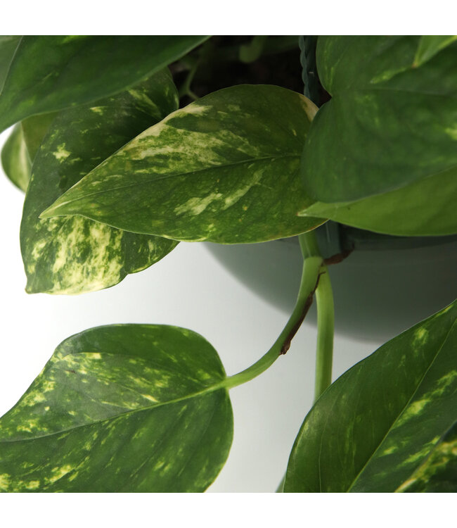 Pothos Doré suspendu | Verdure apaisante pour votre intérieur