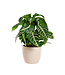 Aphelandra | Plante d'intérieur tropicale pour la maison