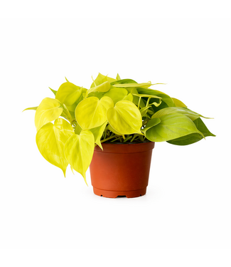 Philodendron Lemon Lime