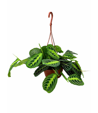 Maranta lime suspendu