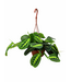 Maranta lime suspendu