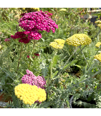 Vivaces 1 gal en pot