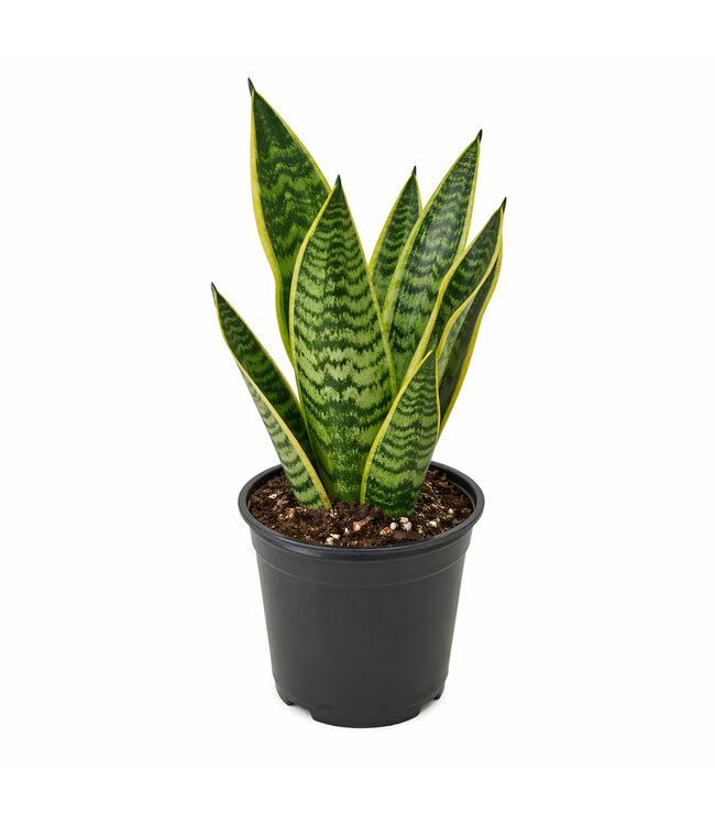 Sansevieria ass. | Succulente robuste pour l'intérieur