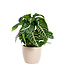 Aphelandra | Plante d'intérieur tropicale pour la maison