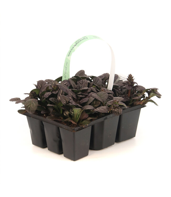 Ajuga Mahogany | Vivace couvre- sol colorée pour jardin