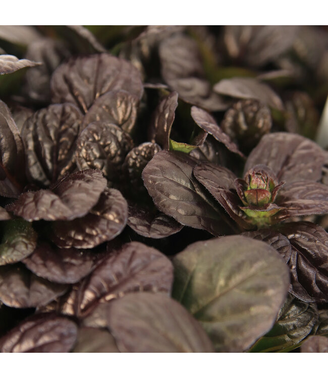 Ajuga Mahogany | Vivace couvre- sol colorée pour jardin