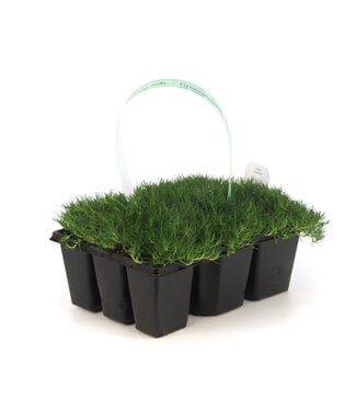 Arenaria Verna 9 pack