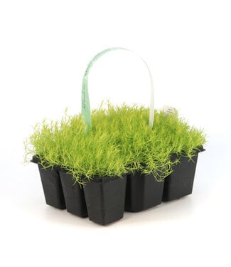 Arenaria Verna Aurea