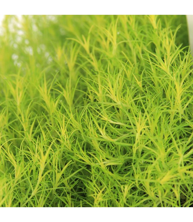 Arenaria Verna Aurea | Vivace couvre-sol dorée pour jardin