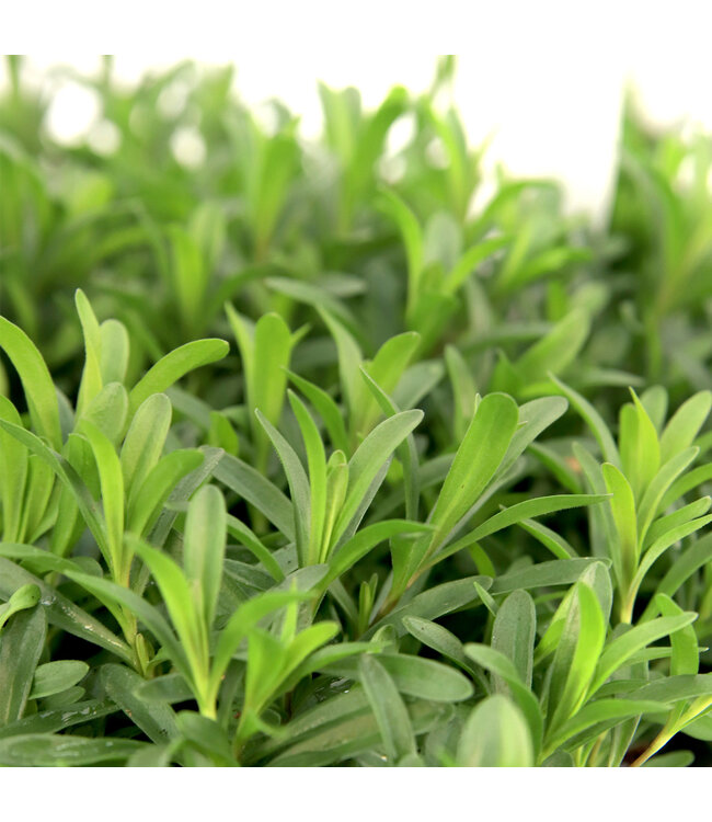 Dianthus Flashing Light | Vivace éclatante et florifère pour jardin lumineux