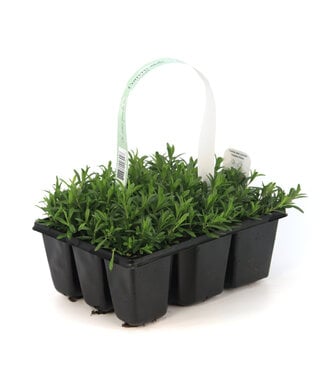 Dianthus Flashing Light