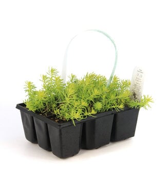 Sedum Reflexum Angelina