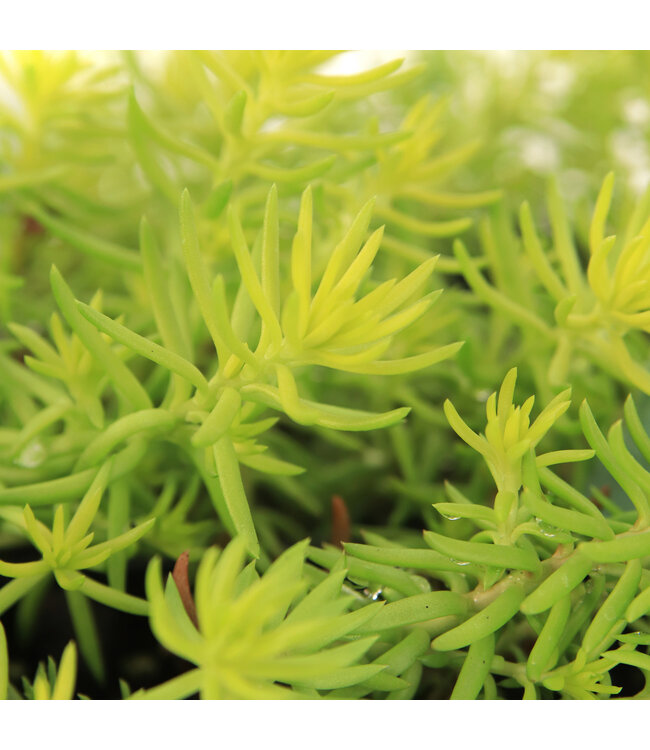 Sedum Reflexum Angelina | Vivace couvre-sol dorée pour le jardin