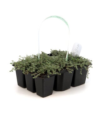 Thymus Pseudolaginosus