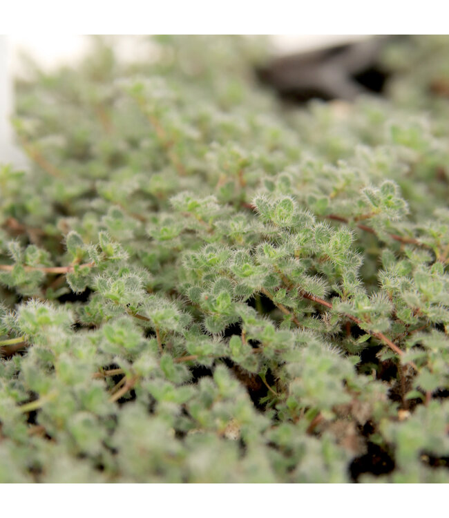 Thymus Pseudolaginosus | Vivace couvre-sol parfumée pour jardin naturel