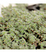 Thymus Pseudolaginosus | Vivace couvre-sol parfumée pour jardin naturel