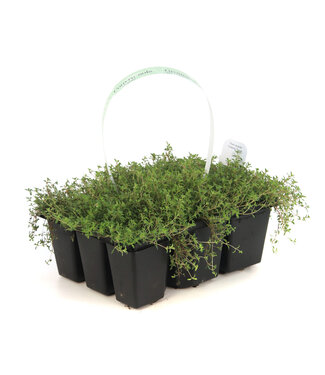 Thymus Serpyllum Coccineus