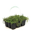 Thymus Serpyllum Coccineus | Vivace couvre-sol fleurie pour jardin ensoleillé