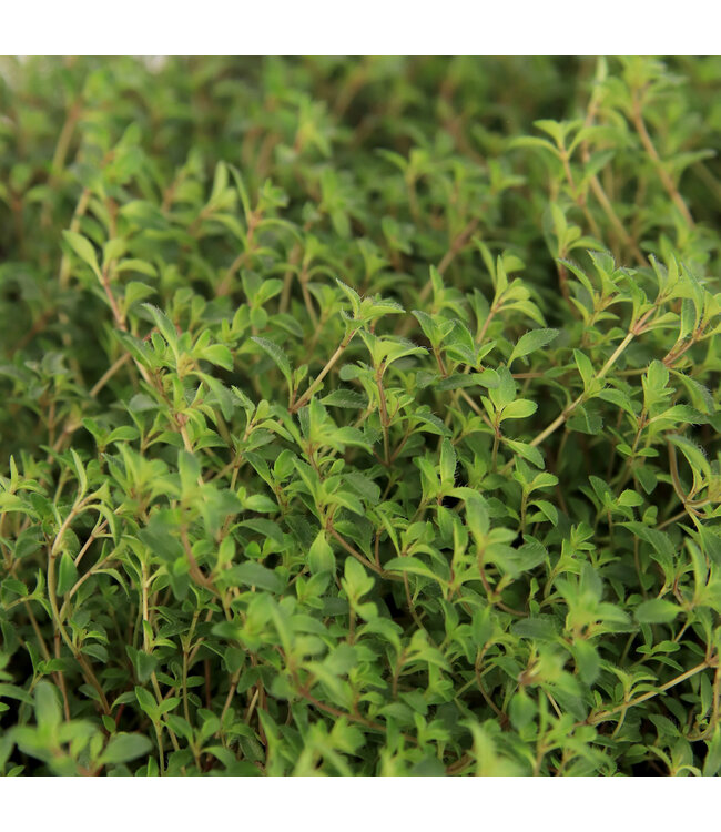 Thymus Serpyllum Coccineus | Vivace couvre-sol fleurie pour jardin ensoleillé